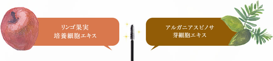 リンゴ果実培養エキスとアルガニアスピノサ芽細胞エキスを採用