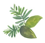 アルガニアスピノサ芽細胞エキス