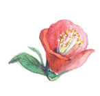 ツバキ種子エキス