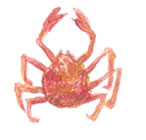 キトサンサクシナミド