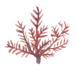 アラリアエスクレンタエキス