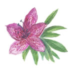 ロドデンドロンフェルギネウムエキス